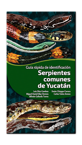 Serpientes comunes de Yucatán